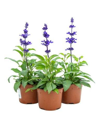 Salvia azul (maceta 13 cm Ø)