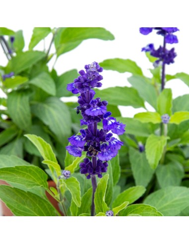 Salvia azul (maceta 13 cm Ø)