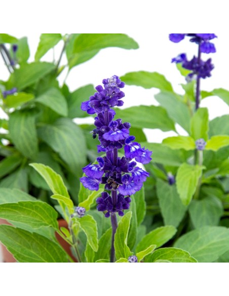 Salvia blava (Test 13 cm Ø)