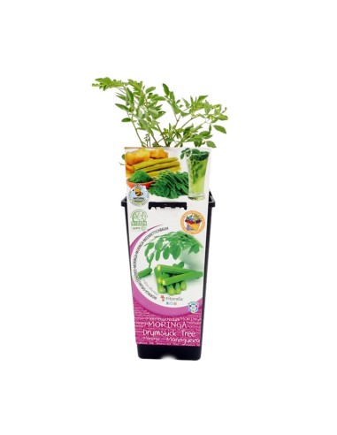 Moringa  (maceta 2 litros)
