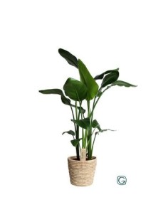 Strelitzia Augusta (95 - 100 cm de altura)