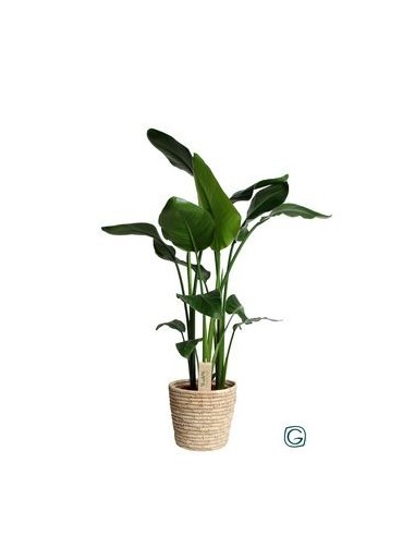 Strelitzia Augusta (95 - 100 cm altura)