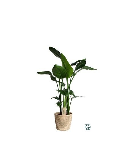 Strelitzia Augusta (95 - 100 cm de altura)