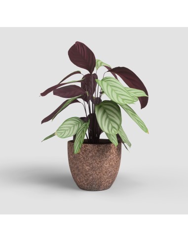 Maceta cerámica hidráulica (14 cm Ø)