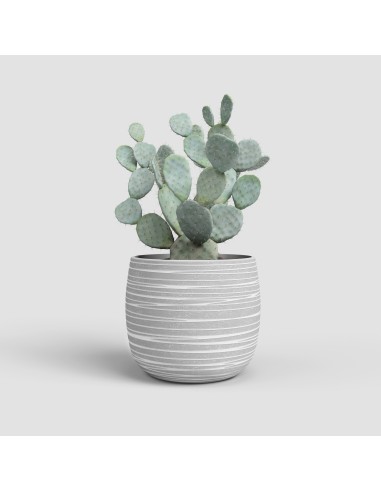 Maceta cerámica hidráulica (14 cm Ø)