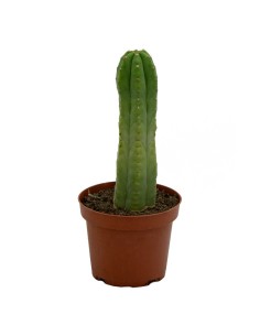 Acheter San Pedro