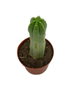 Comprar San Pedro 2