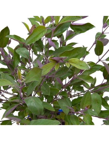 Vitrex trifolia purpurea (maceta 15 cm Ø)