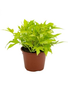 Boniato ornamental o Ipomea híbrida (maceta 13 cm Ø)