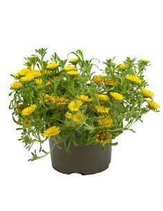Comprar asteriscus maritimus