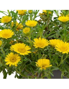 Comprar asteriscus maritimus 2