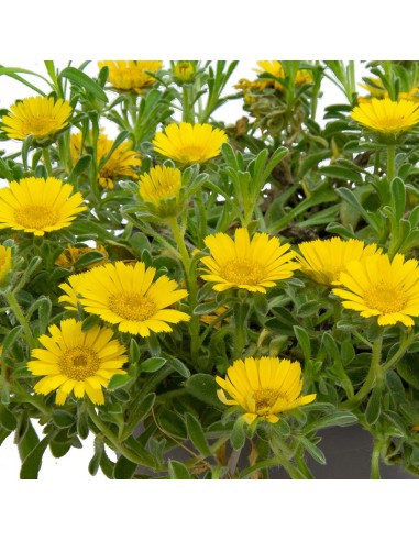 Asteriscus