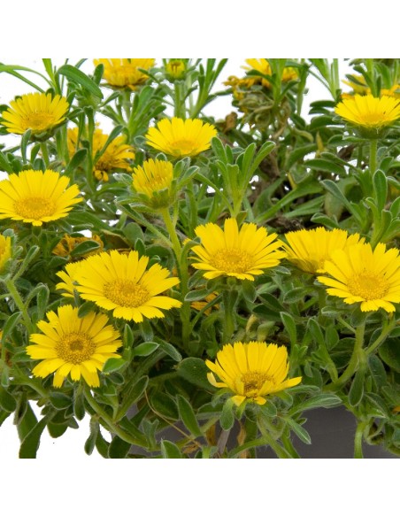 Asteriscus