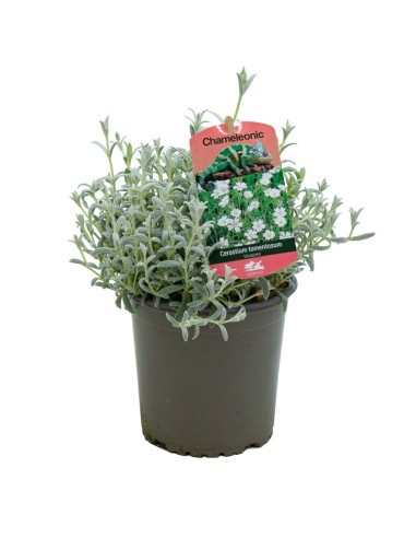 Cerastium tomentosum (maceta 13 cm ø)
