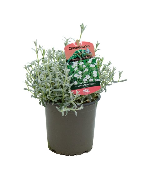 Cerastium tomentosum (maceta 13 cm ø)