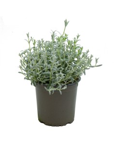 Cerastium tomentosum (maceta 13 cm ø)