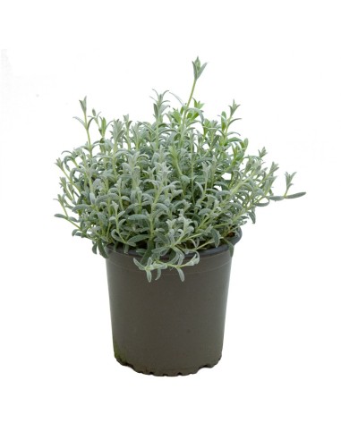 Cerastium tomentosum (maceta 13 cm ø)