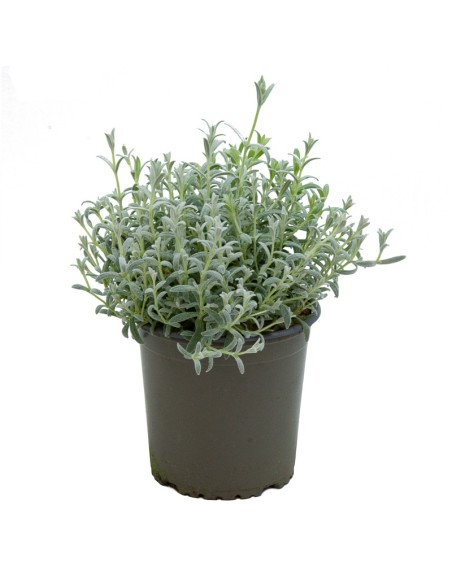 Cerastium tomentosum (maceta 13 cm ø)
