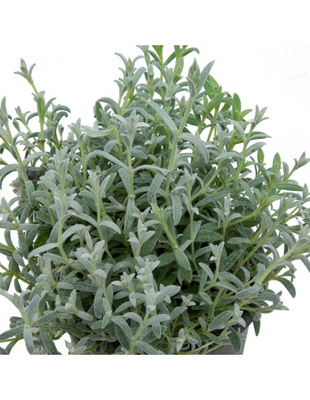 Cerastium tomentosum (maceta 13 cm ø)