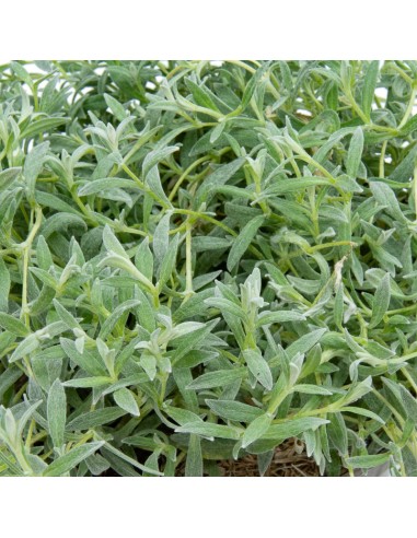Cerastium tomentosum (maceta 13 cm ø)