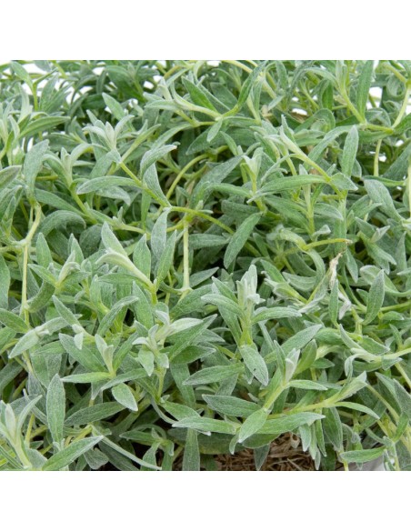 Cerastium tomentosum (maceta 13 cm ø)
