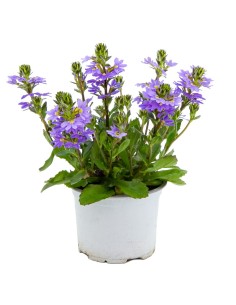 Scaevola o abanico (maceta 17 cm Ø)