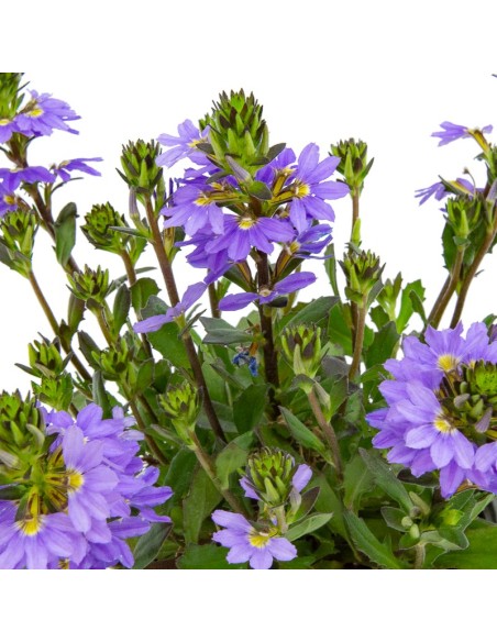Scaevola o abanico (maceta 17 cm Ø)