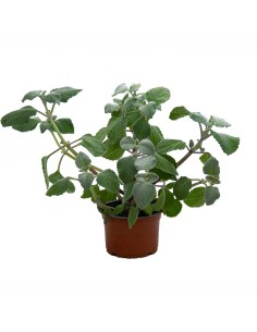 Plectranthus Thus silver shield (maceta 13 cm Ø)