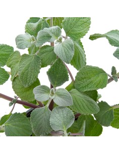 Plectranthus Thus silver shield (maceta 13 cm Ø) 2
