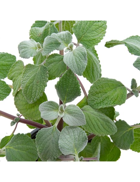 Plectranthus Thus silver shield (vaso 13 cm Ø)
