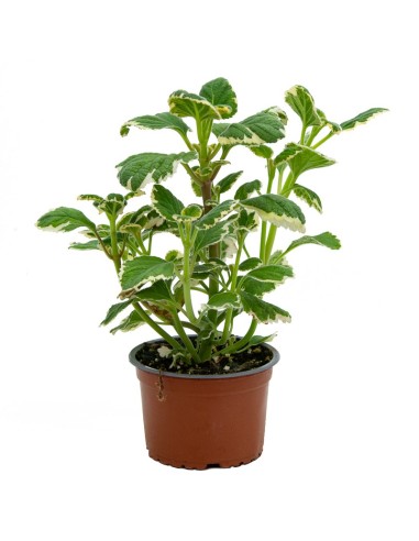 Planta del diner (test 10,5 cm ø)