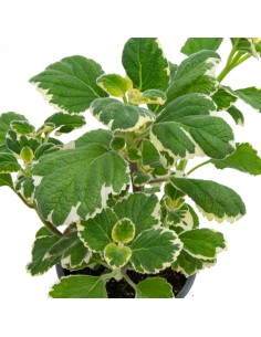 Plectranthus Latus white (maceta 13 cm Ø) 2