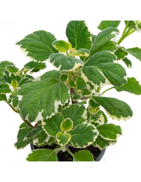 Plectranthus Latus white (maceta 13 cm Ø)