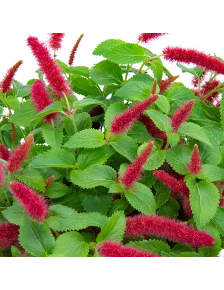 Acalypha reptans (test 15 cm Ø)