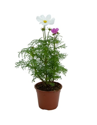 Cosmos