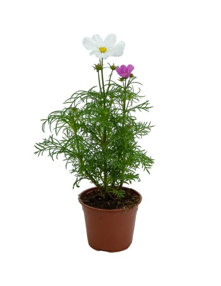 Planta de cosmos por 4,95€ en Germigarden