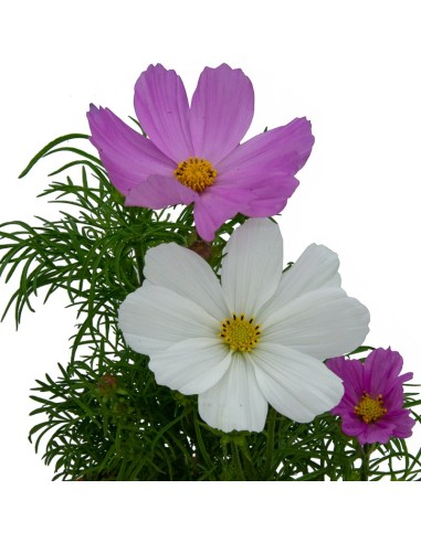 Planta de cosmos por 4,95€ en Germigarden