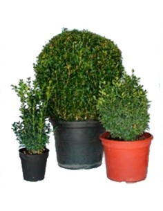 Achetez du buis à partir de 5,60€ chez Germigarden 