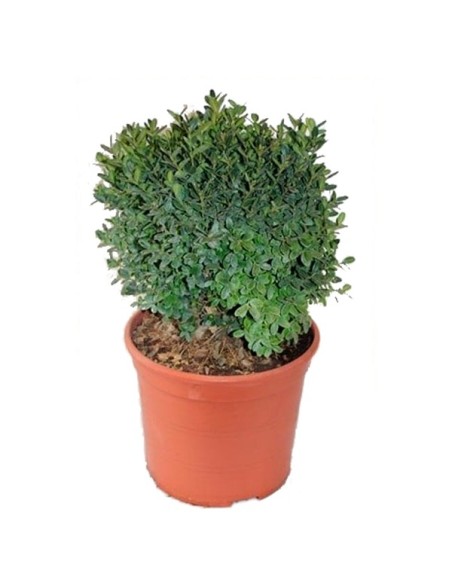 Achetez du buis à partir de 5,60€ chez Germigarden 