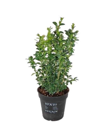Comprar boix des de 5,60€ a Germigarden