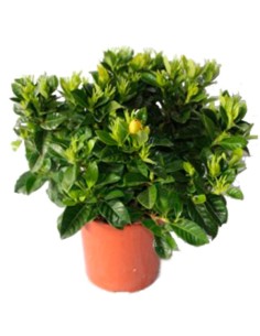 Gardenias por 14,95€ en Germigarden