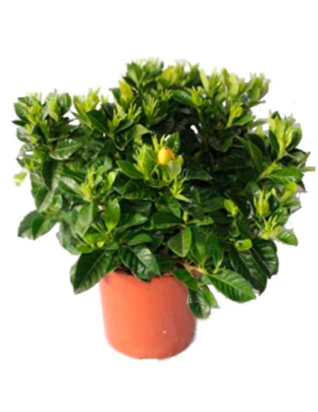 Gardenia (test 13 cm Ø)