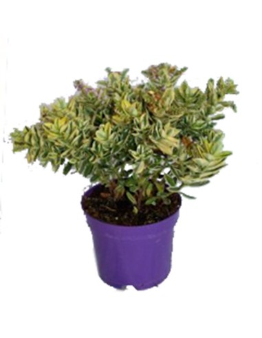 Verónica hoja matizada (maceta 17 cm Ø)