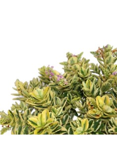 Verónica hoja matizada (maceta 17 cm Ø) 2
