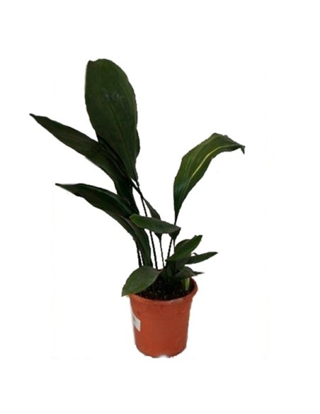 Comprar aspidistra por 2,25€ en Germigarden