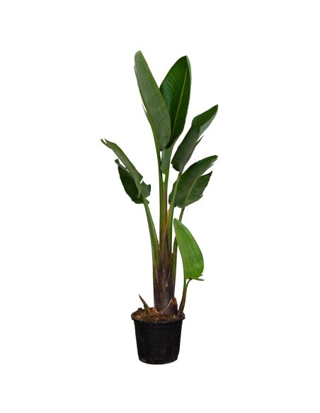 Strelitzia o Ave del Paraíso (maceta 21 cm ø)