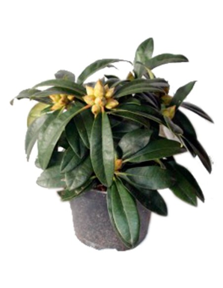 Rododendro por  32,50€ en Germigarden
