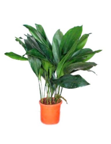 Aspidistra