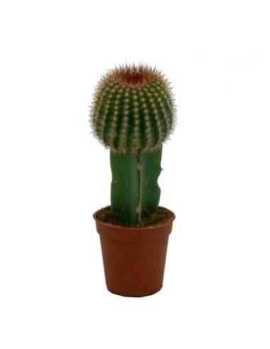 Cactus empaltat Gymnocalycium (diferents mides)