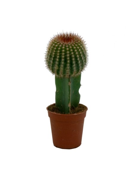 Cactus empaltat Gymnocalycium (diferents mides)